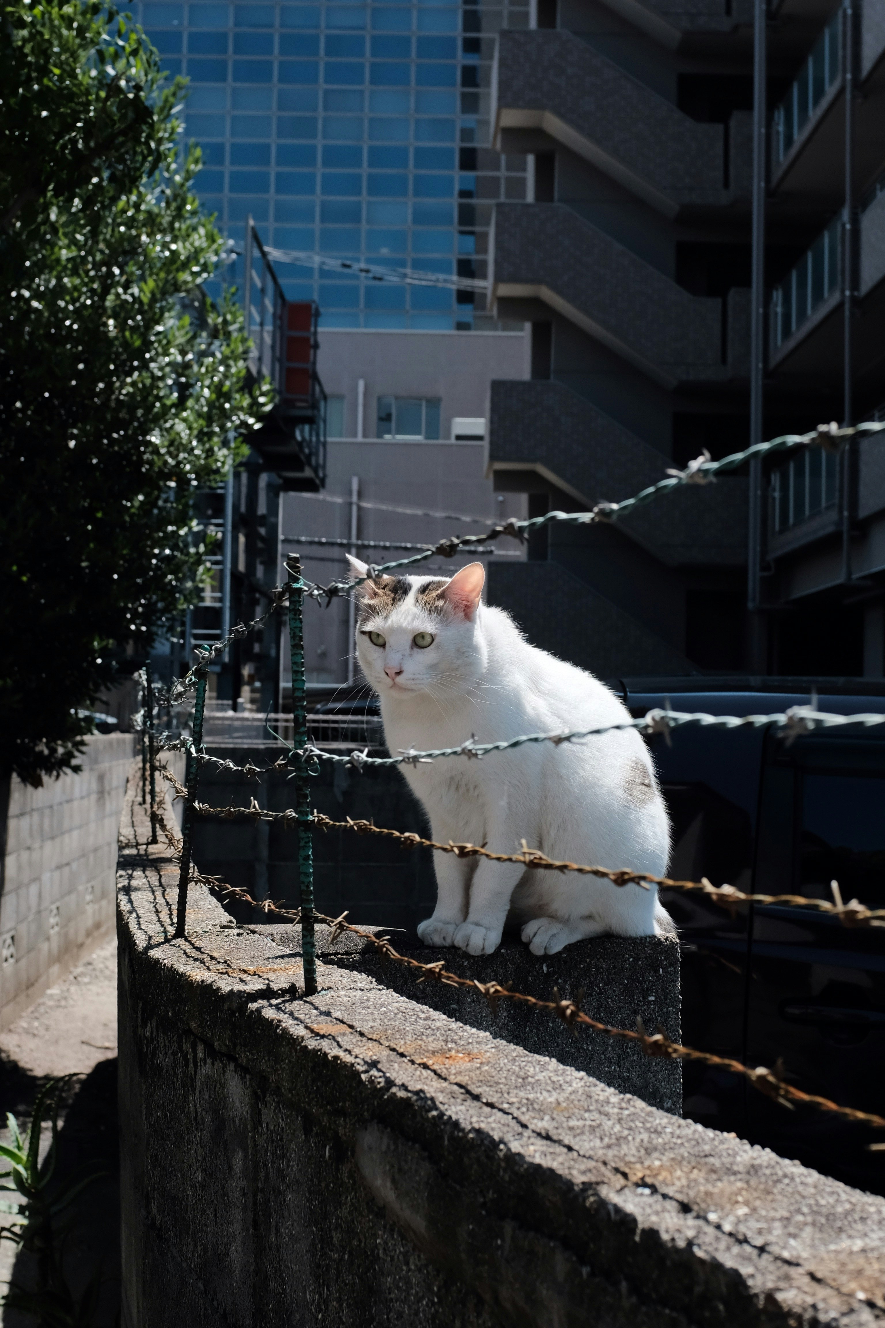 cat sitting in front of barbed wire